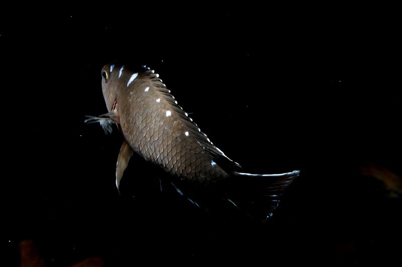 Chindongo sp. 'elongatus spot' Hai Reef
